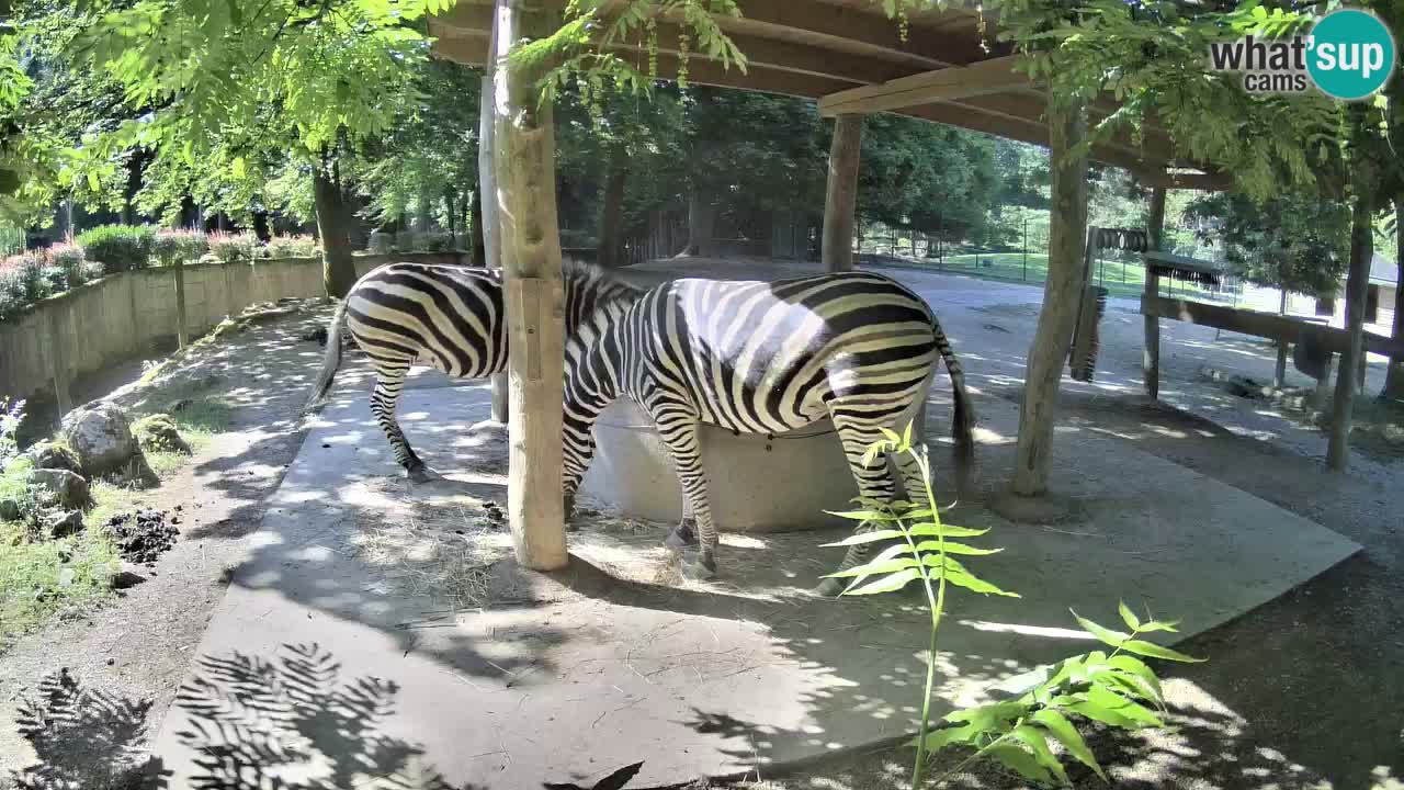 Camera en vivo Cebras in Ljubljana ZOO – Eslovenia