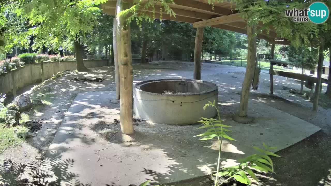 Le Zebre nello ZOO di Ljubljana – Slovenia Live webcam