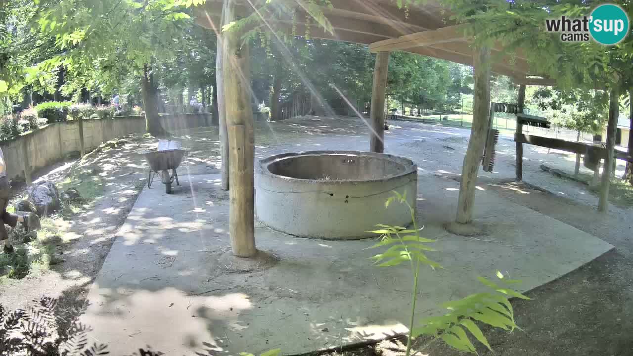 Zebre v živo v živalskem vrtu Ljubljana ZOO spletne kamere