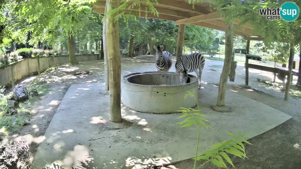 Zebre v živo v živalskem vrtu Ljubljana ZOO spletne kamere