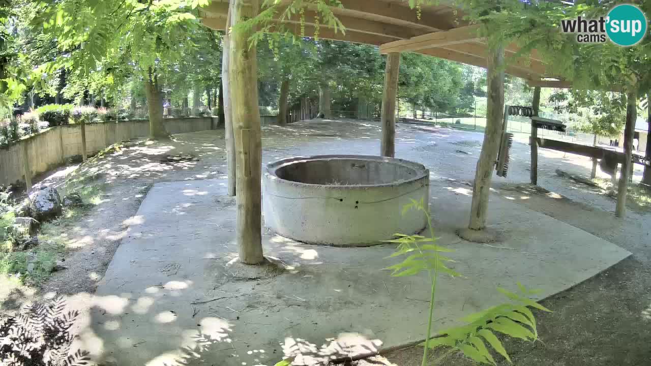 Live webcam Les zèbres in Ljubljana ZOO – Slovénie