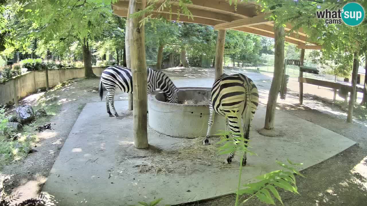 Camera en vivo Cebras in Ljubljana ZOO – Eslovenia