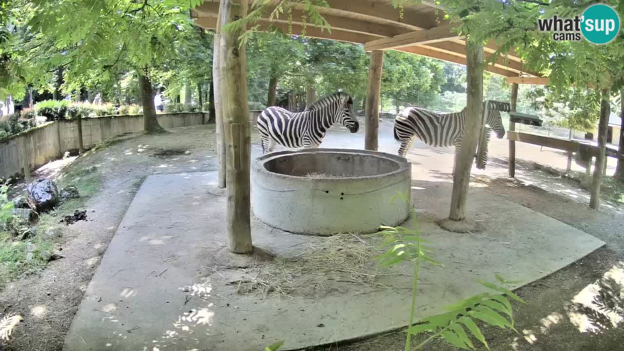 Camera en vivo Cebras in Ljubljana ZOO – Eslovenia