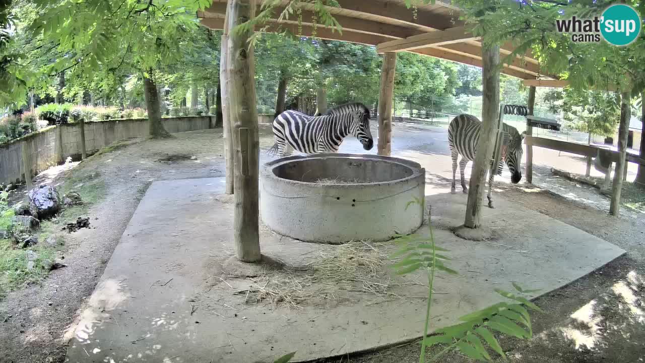 Live webcam Les zèbres in Ljubljana ZOO – Slovénie
