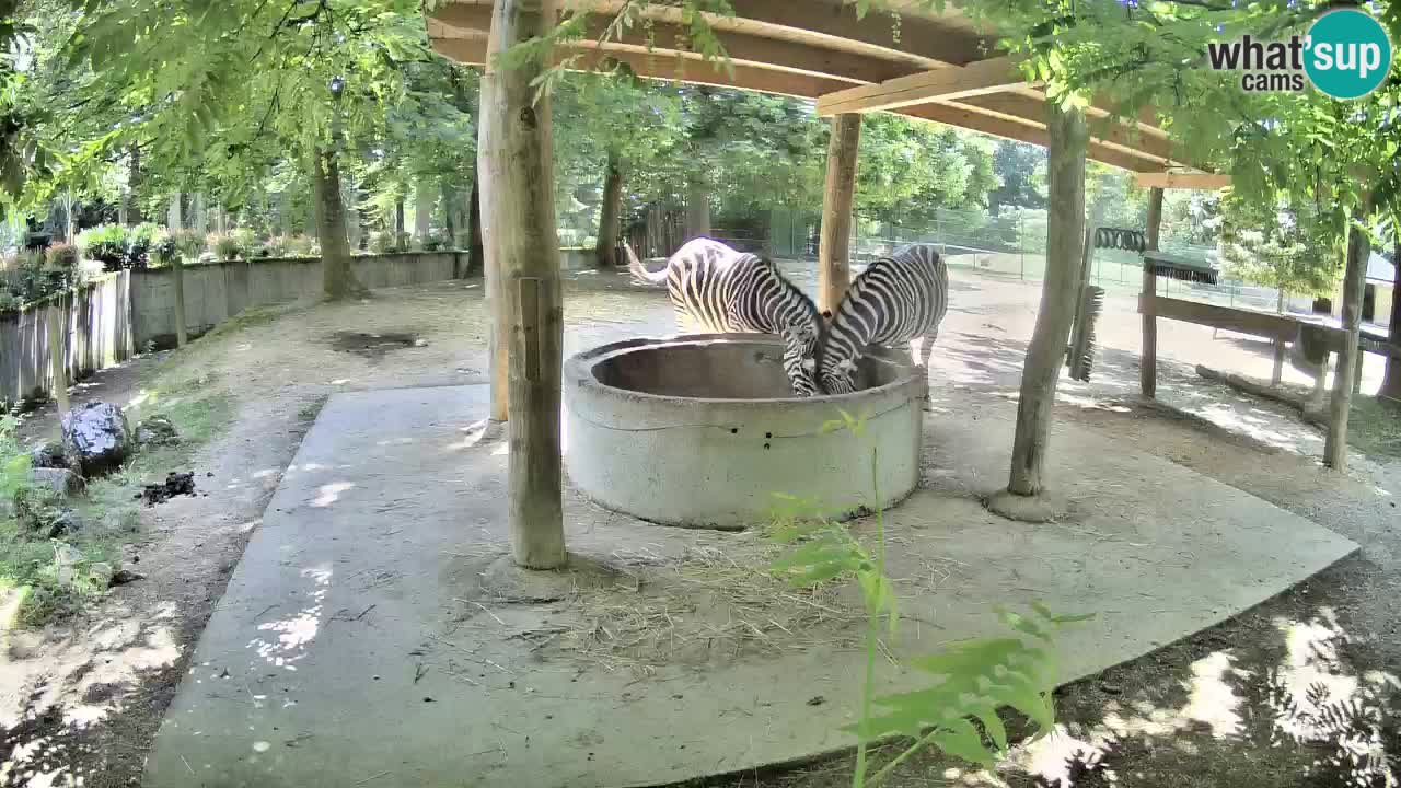 Zebre v živo v živalskem vrtu Ljubljana ZOO spletne kamere