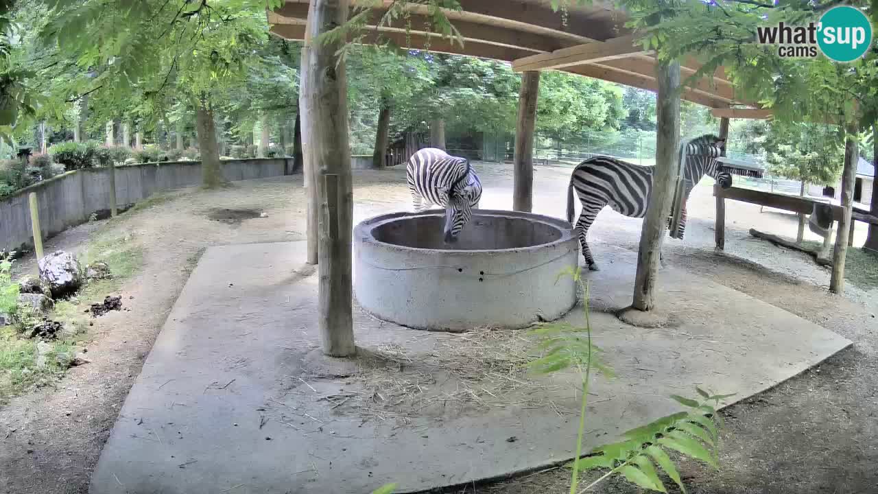 Le Zebre nello ZOO di Ljubljana – Slovenia Live webcam