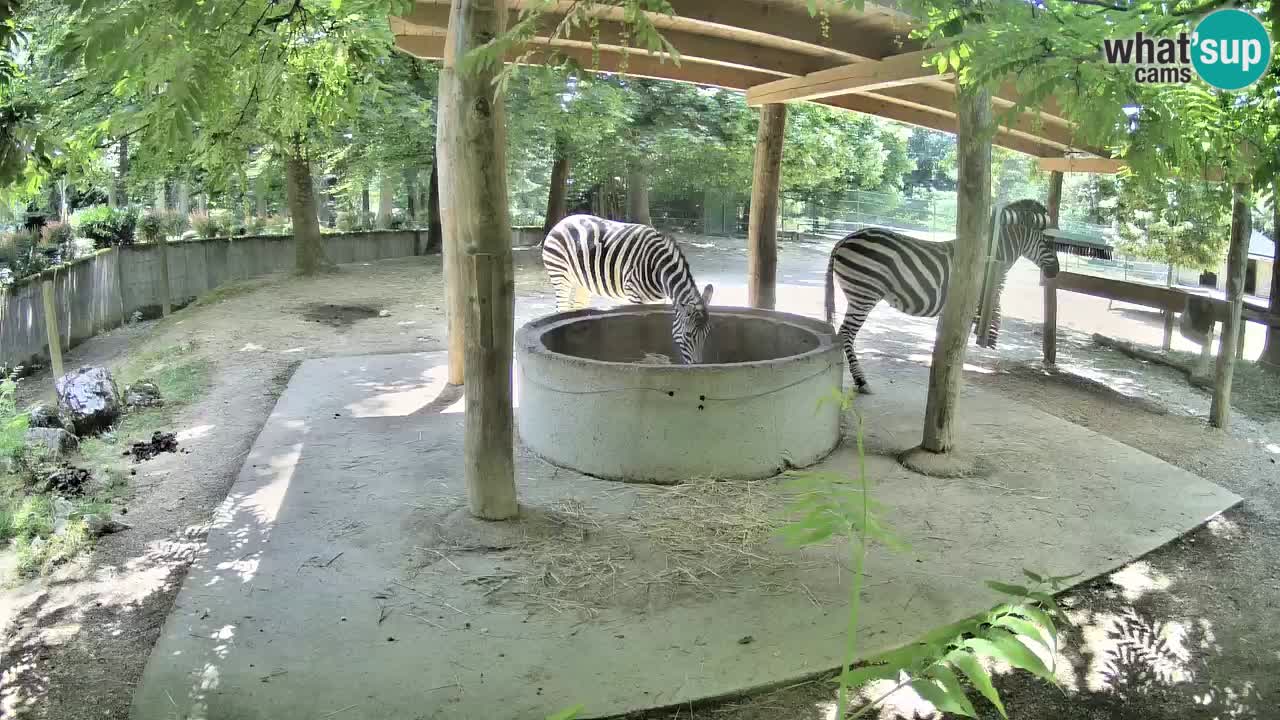 Live webcam Les zèbres in Ljubljana ZOO – Slovénie