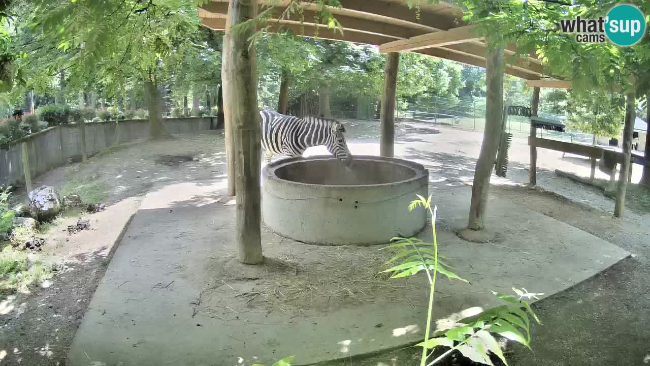 Camera en vivo Cebras in Ljubljana ZOO – Eslovenia