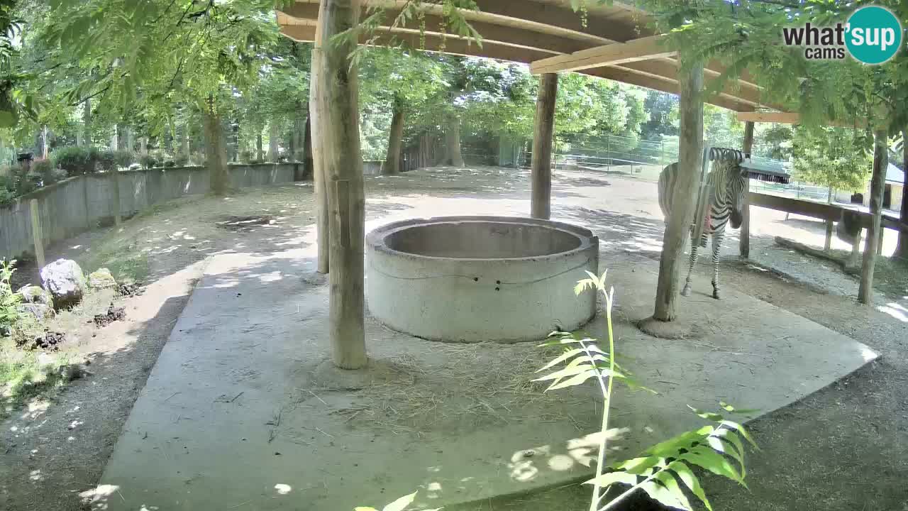 Live webcam Zebras in Ljubljana ZOO – Slovenia