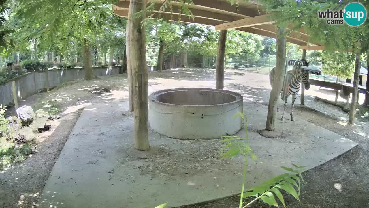 Le Zebre nello ZOO di Ljubljana – Slovenia Live webcam