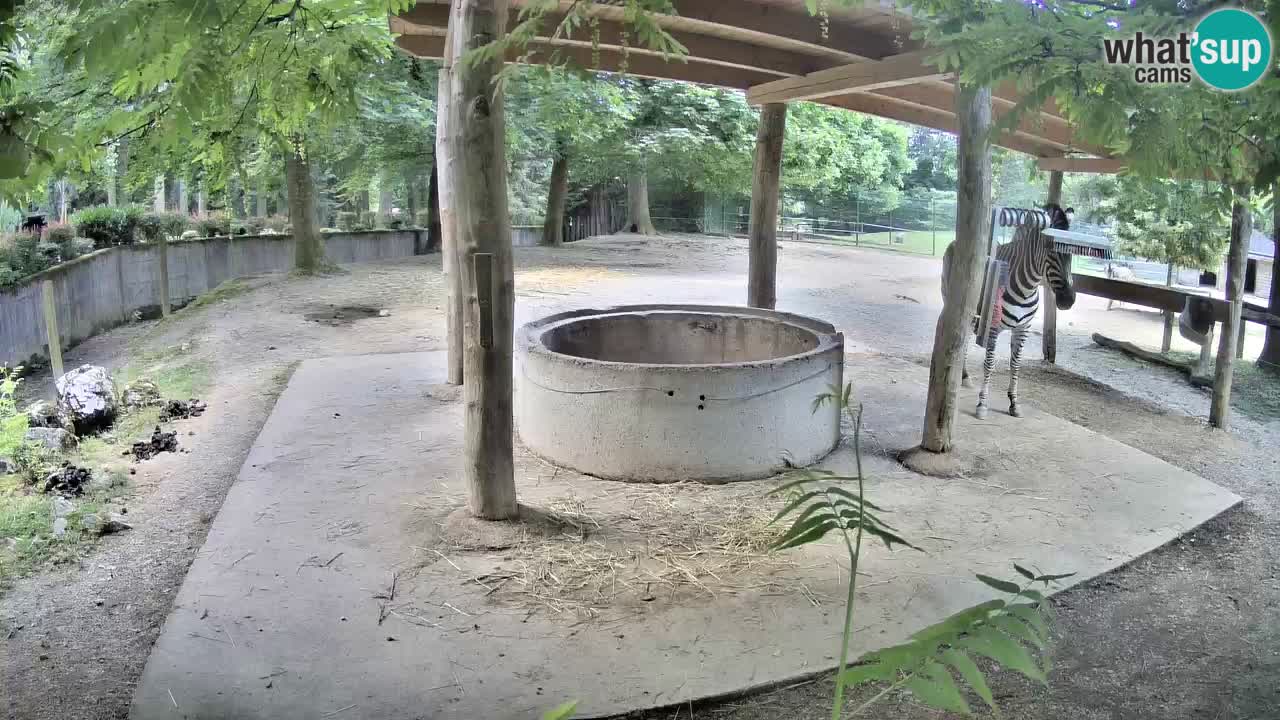 Live webcam Les zèbres in Ljubljana ZOO – Slovénie