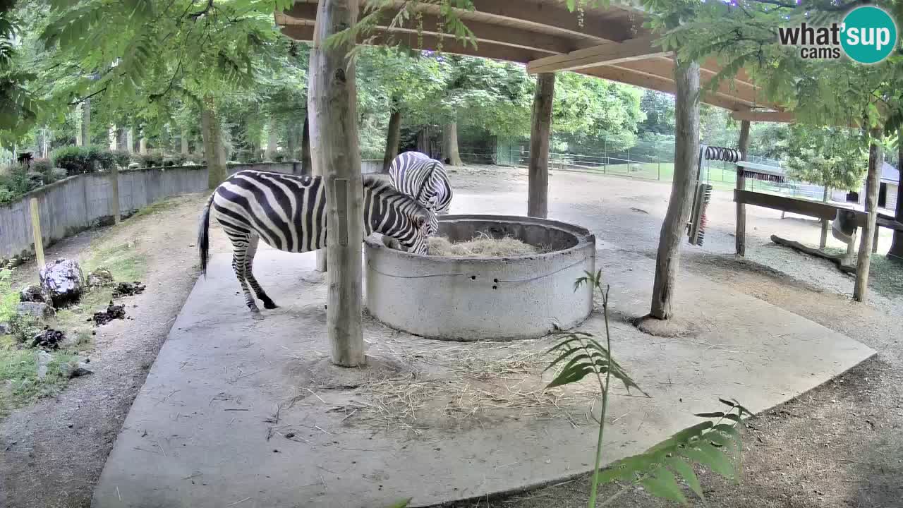 Le Zebre nello ZOO di Ljubljana – Slovenia Live webcam