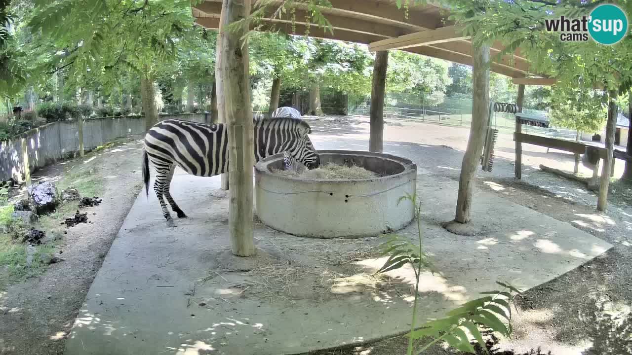 Live webcam Les zèbres in Ljubljana ZOO – Slovénie
