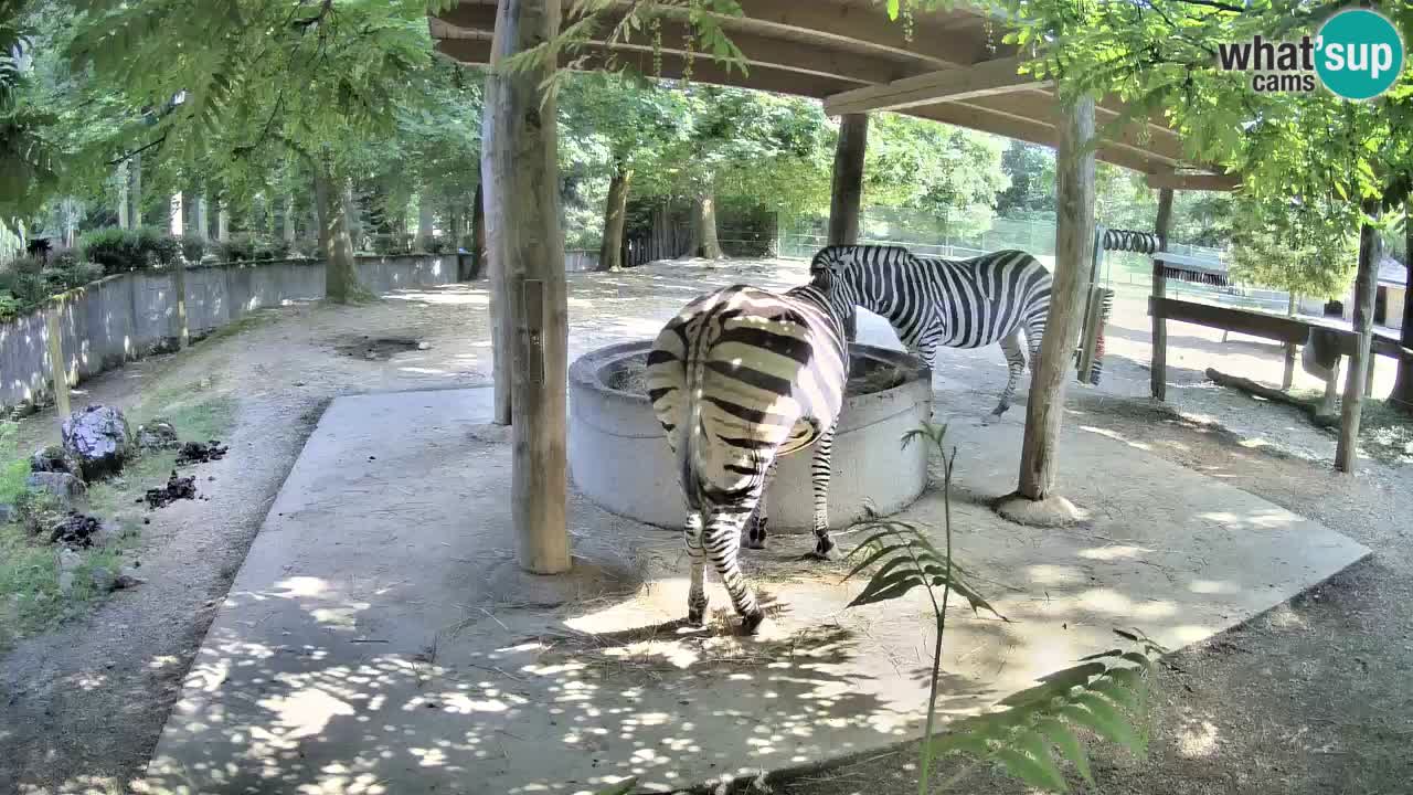 Le Zebre nello ZOO di Ljubljana – Slovenia Live webcam