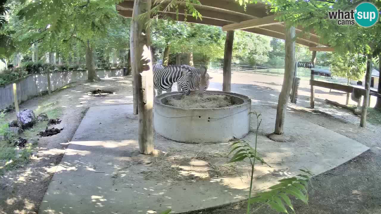 Web kamera uživo Zebras u ZOO Ljubljana – Slovenija
