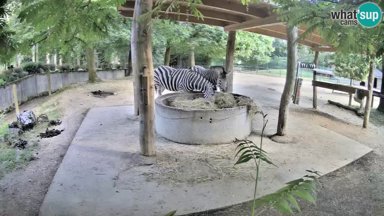 Web kamera uživo Zebras u ZOO Ljubljana – Slovenija