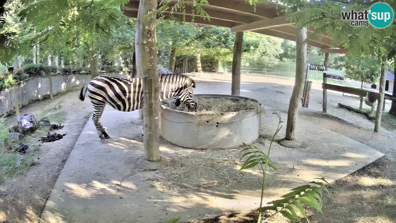 Live Webcam Zebras in Ljubljana ZOO – Slowenien