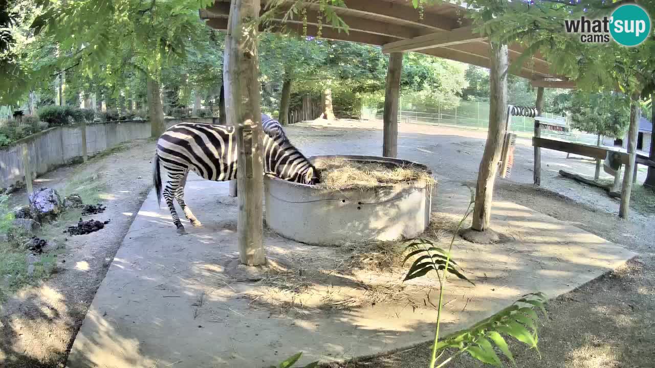 Web kamera uživo Zebras u ZOO Ljubljana – Slovenija