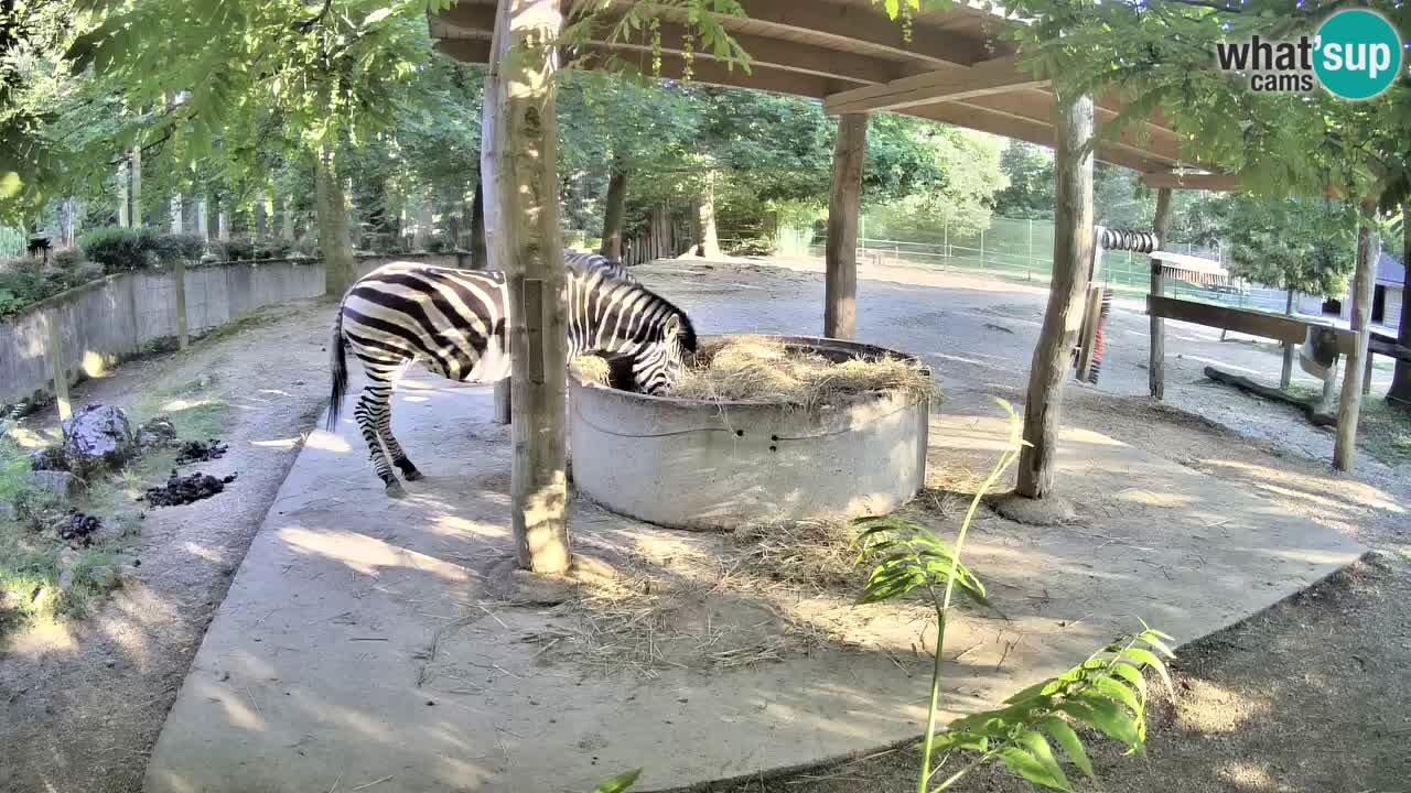 Web kamera uživo Zebras u ZOO Ljubljana – Slovenija