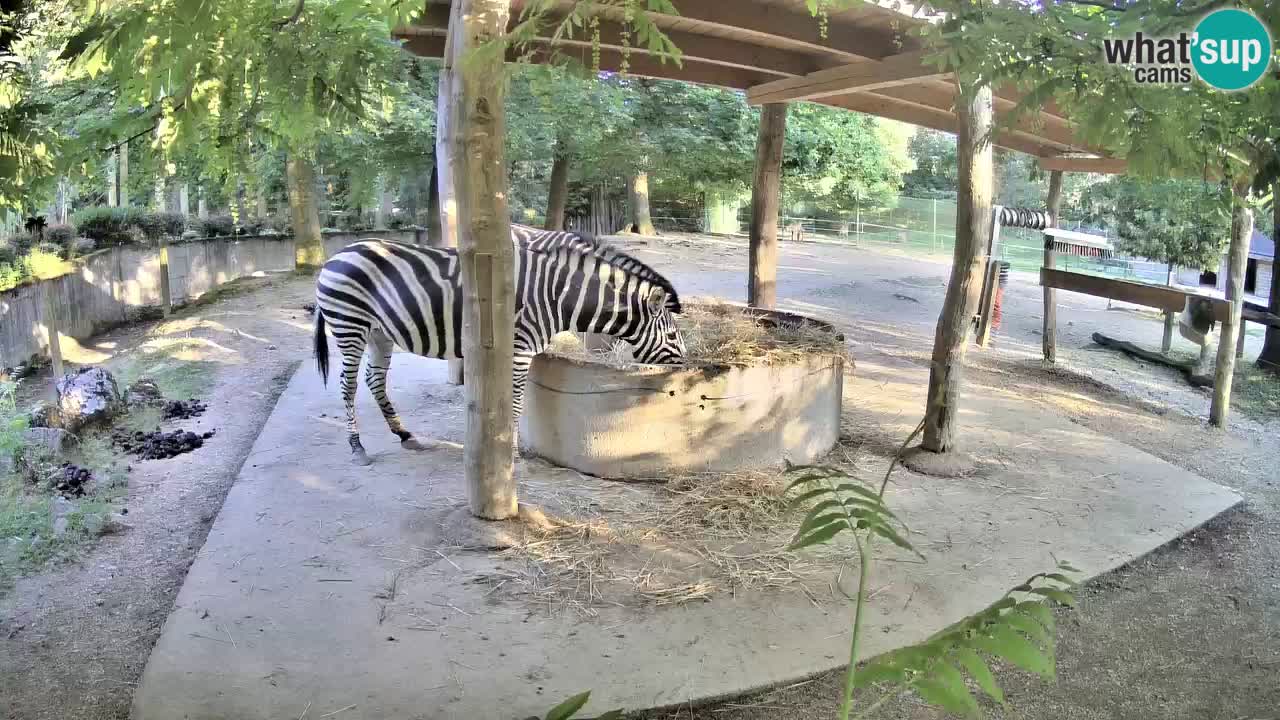 Web kamera uživo Zebras u ZOO Ljubljana – Slovenija