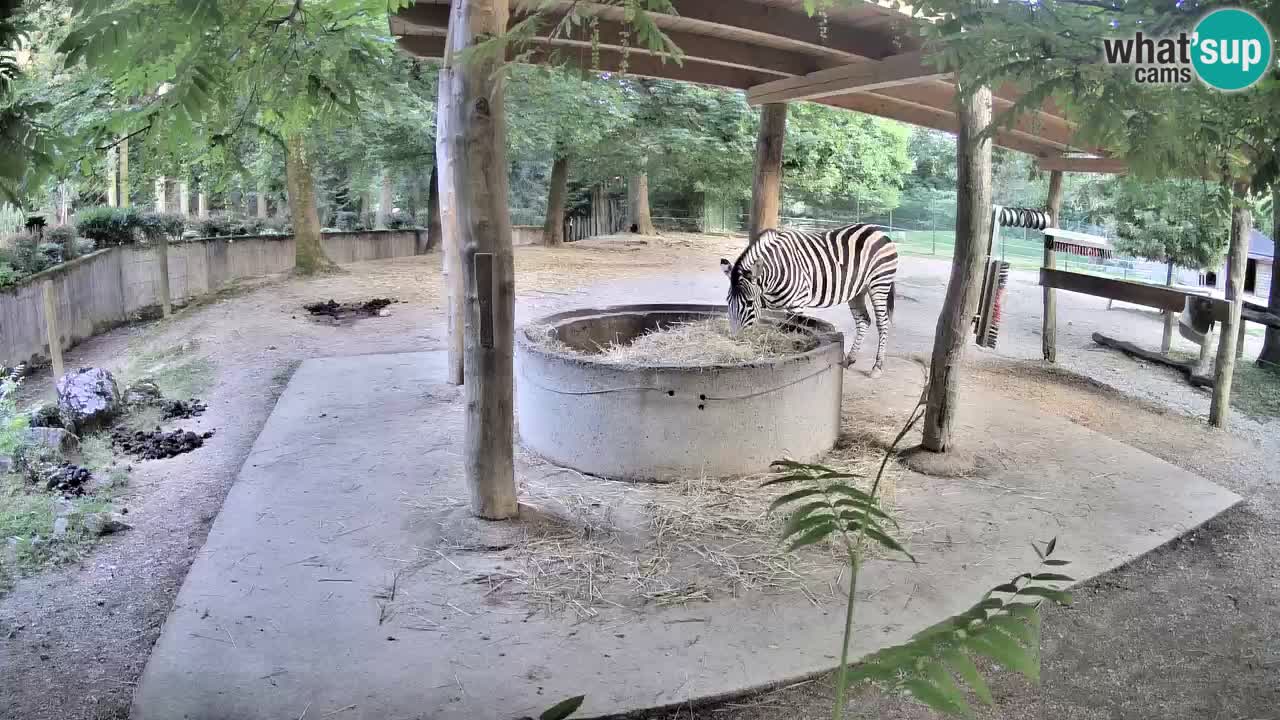 Live webcam Zebras in Ljubljana ZOO – Slovenia