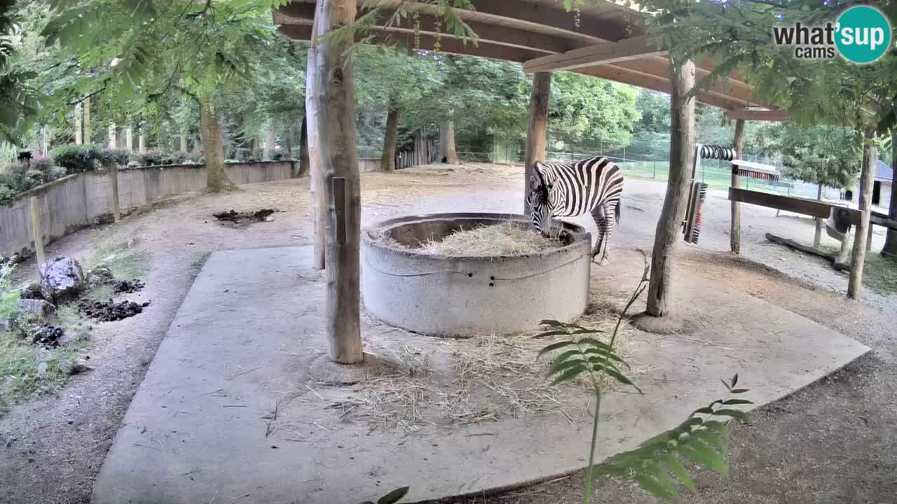 Zebre v živo v živalskem vrtu Ljubljana ZOO spletne kamere