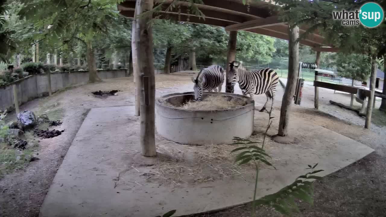 Live webcam Zebras in Ljubljana ZOO – Slovenia