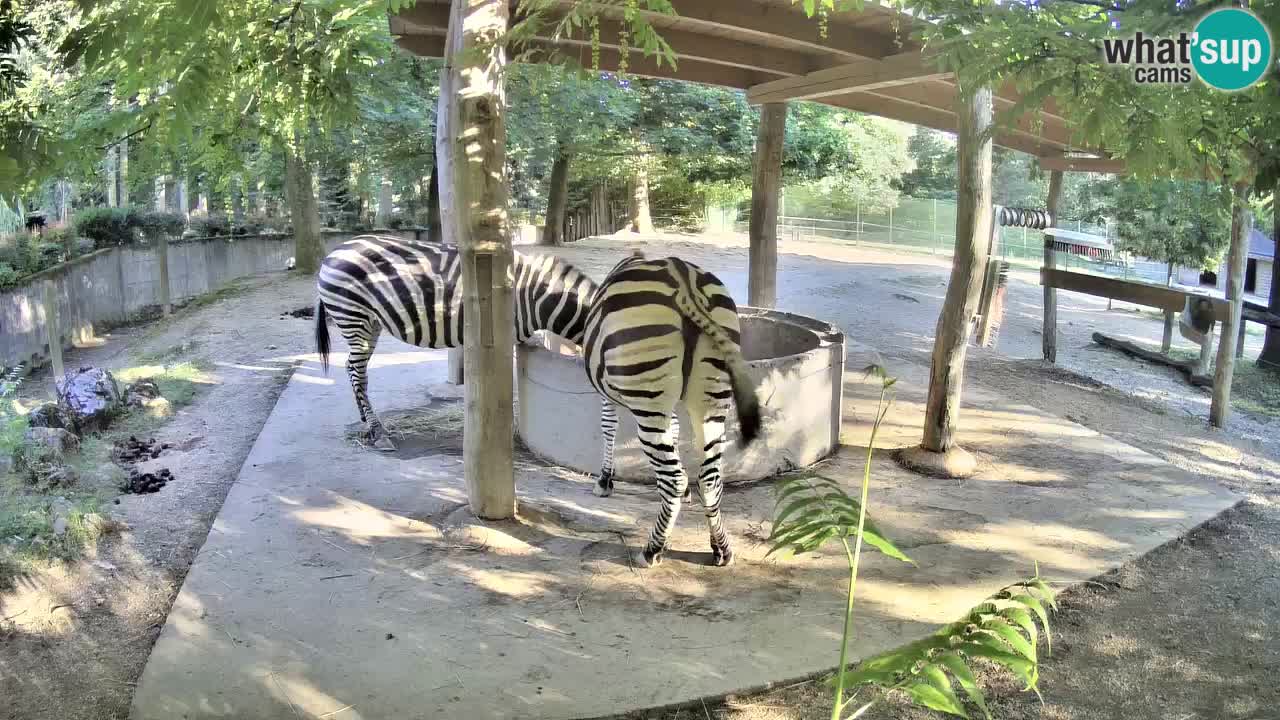 Live webcam Les zèbres in Ljubljana ZOO – Slovénie