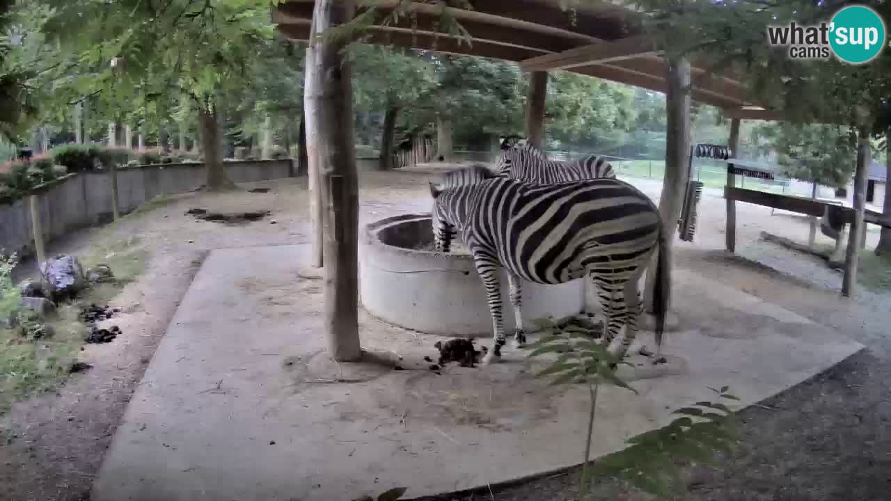 Web kamera uživo Zebras u ZOO Ljubljana – Slovenija