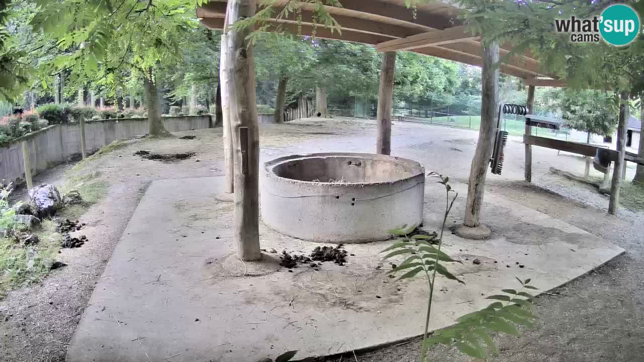 Live webcam Les zèbres in Ljubljana ZOO – Slovénie
