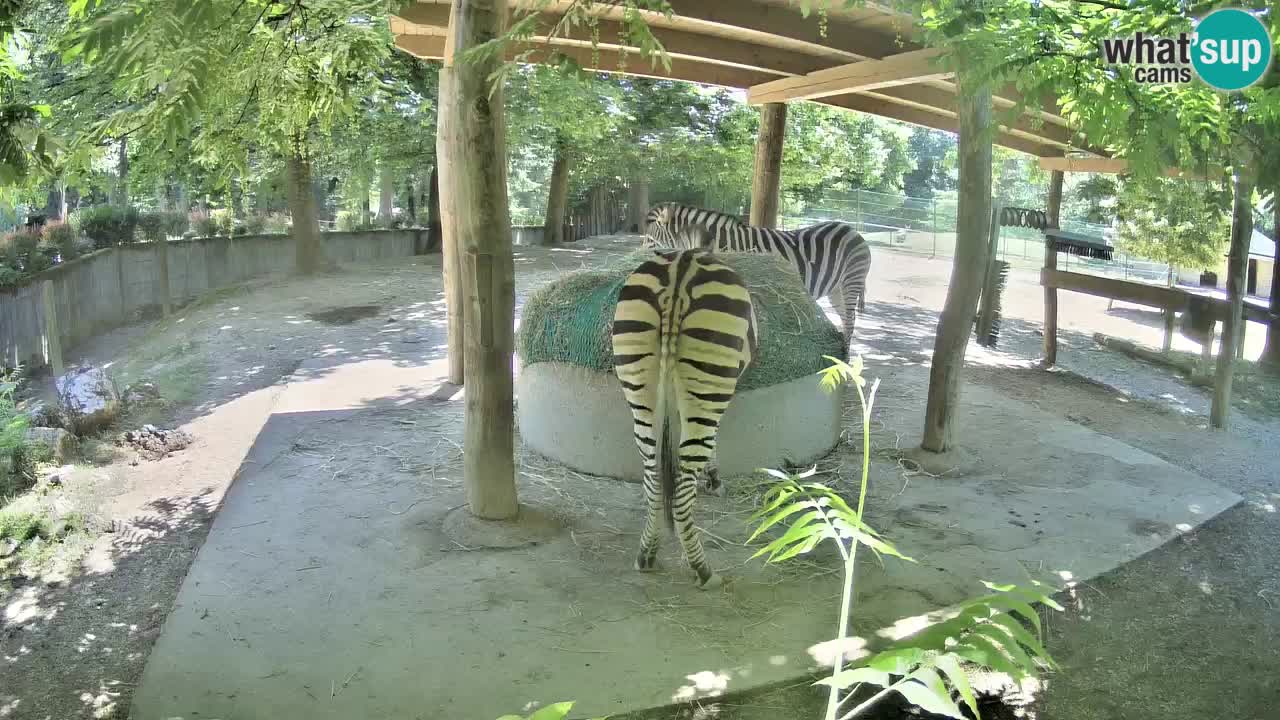 Le Zebre nello ZOO di Ljubljana – Slovenia Live webcam