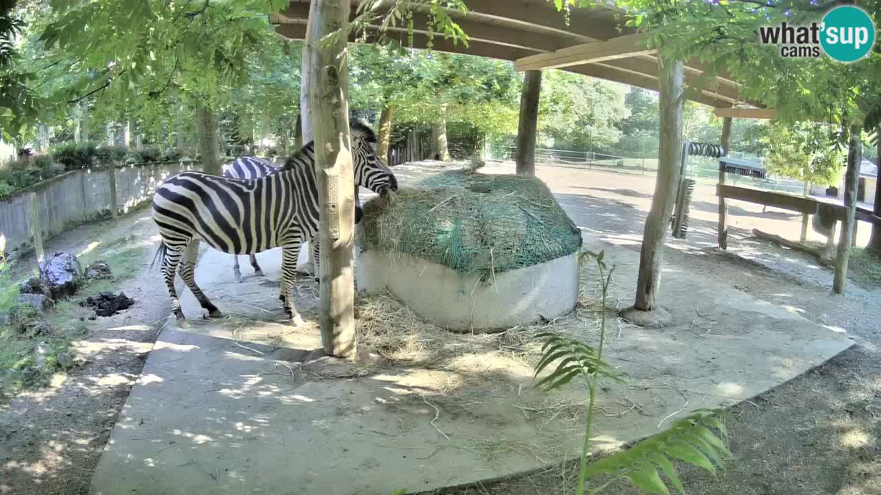 Le Zebre nello ZOO di Ljubljana – Slovenia Live webcam