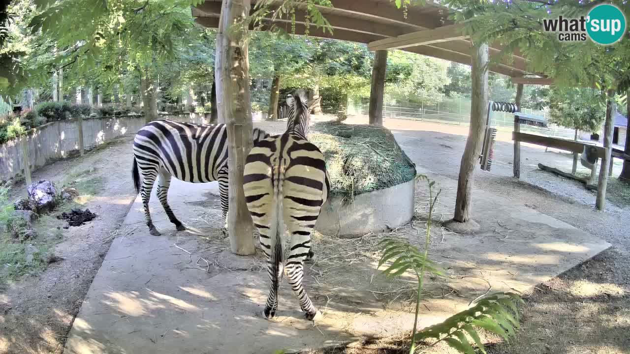 Web kamera uživo Zebras u ZOO Ljubljana – Slovenija