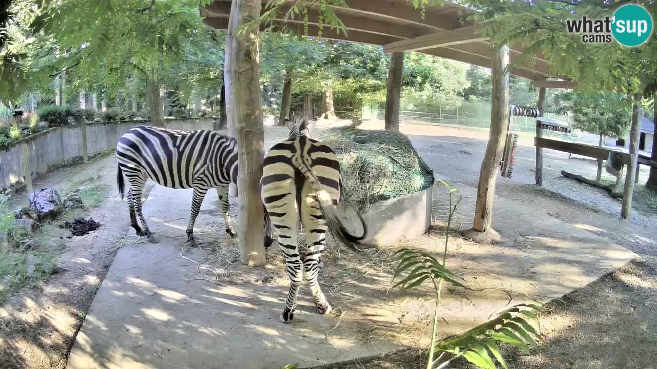 Le Zebre nello ZOO di Ljubljana – Slovenia Live webcam