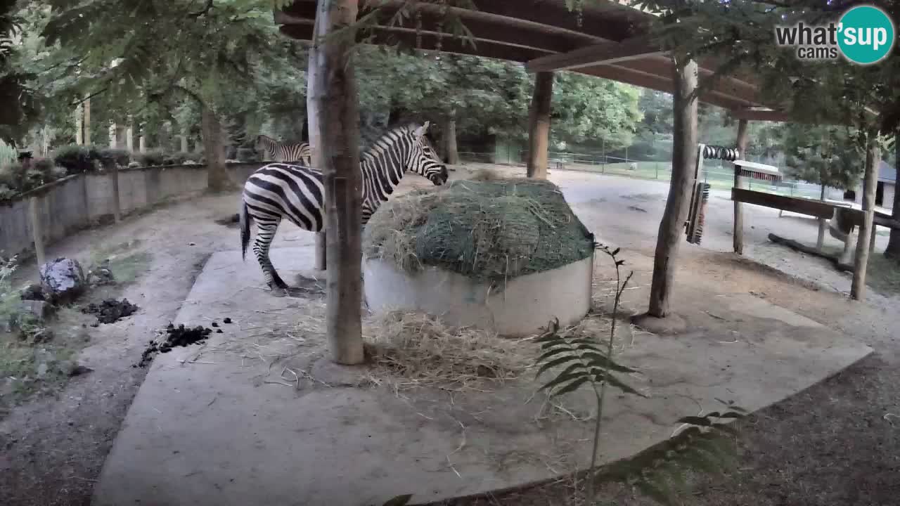 Live webcam Zebras in Ljubljana ZOO – Slovenia