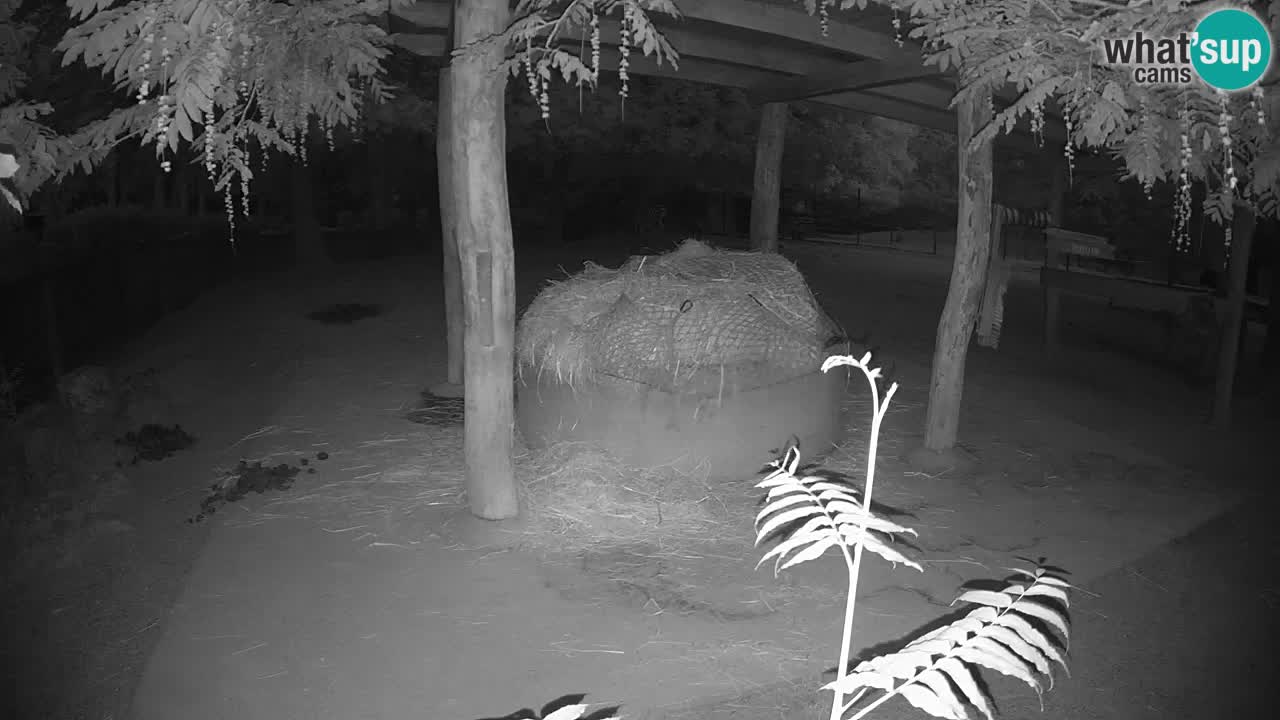 Live Webcam Zebras in Ljubljana ZOO – Slowenien