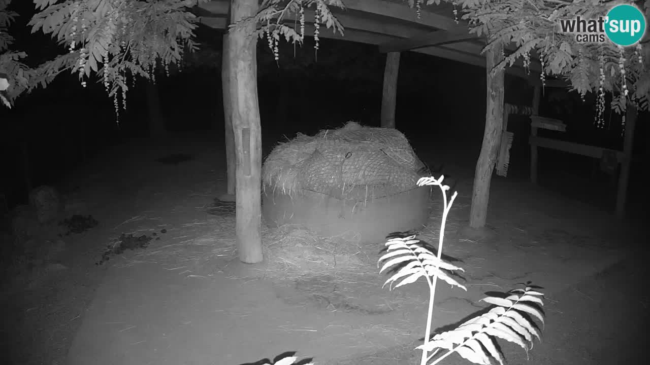 Live webcam Zebras in Ljubljana ZOO – Slovenia