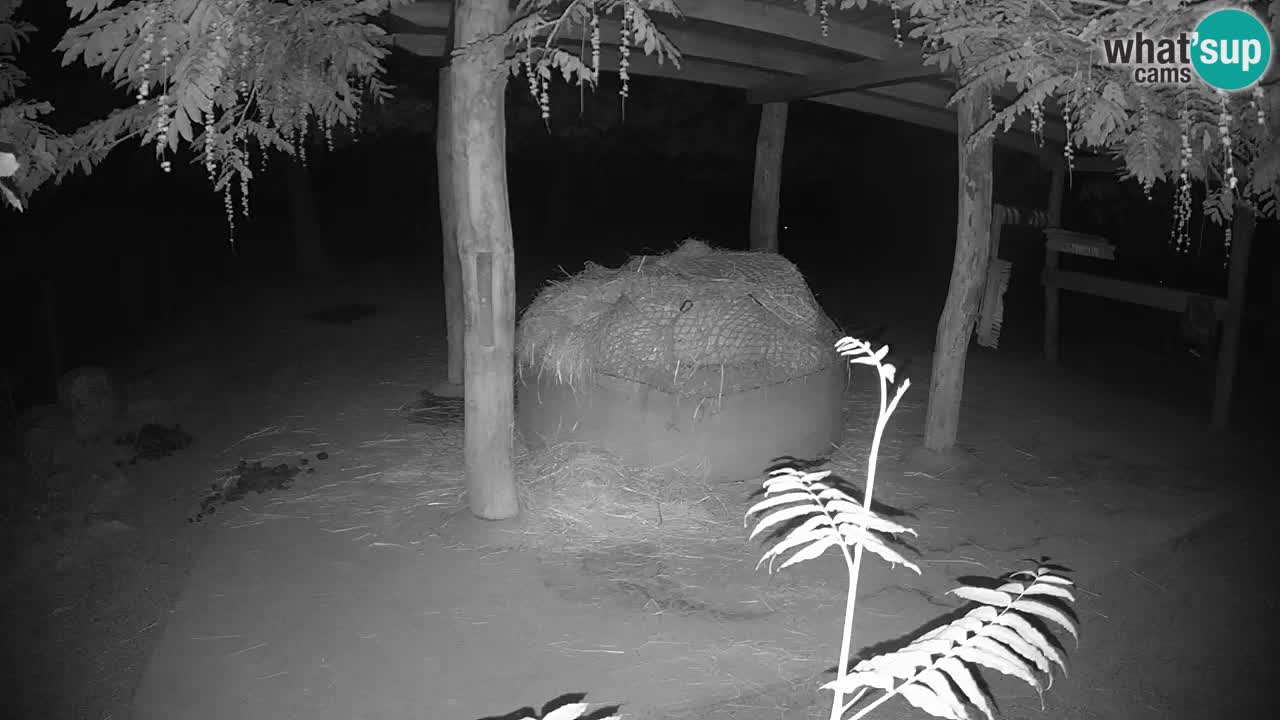 Live Webcam Zebras in Ljubljana ZOO – Slowenien