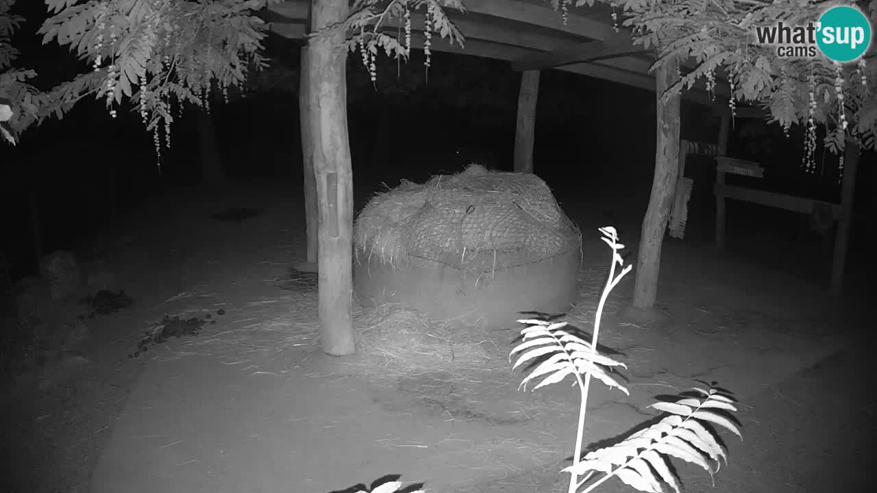Zebre v živo v živalskem vrtu Ljubljana ZOO spletne kamere