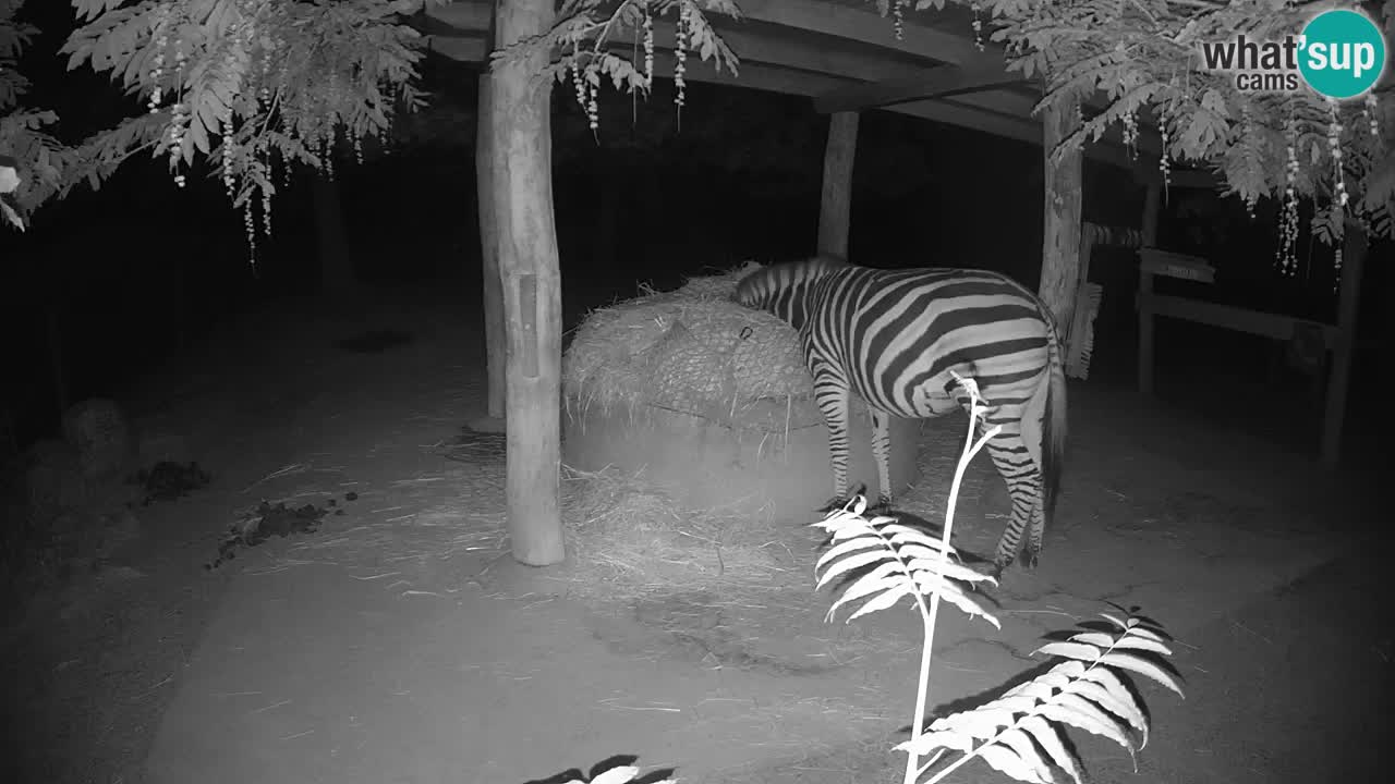 Web kamera uživo Zebras u ZOO Ljubljana – Slovenija