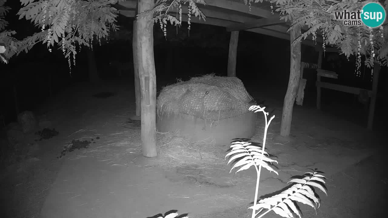 Le Zebre nello ZOO di Ljubljana – Slovenia Live webcam