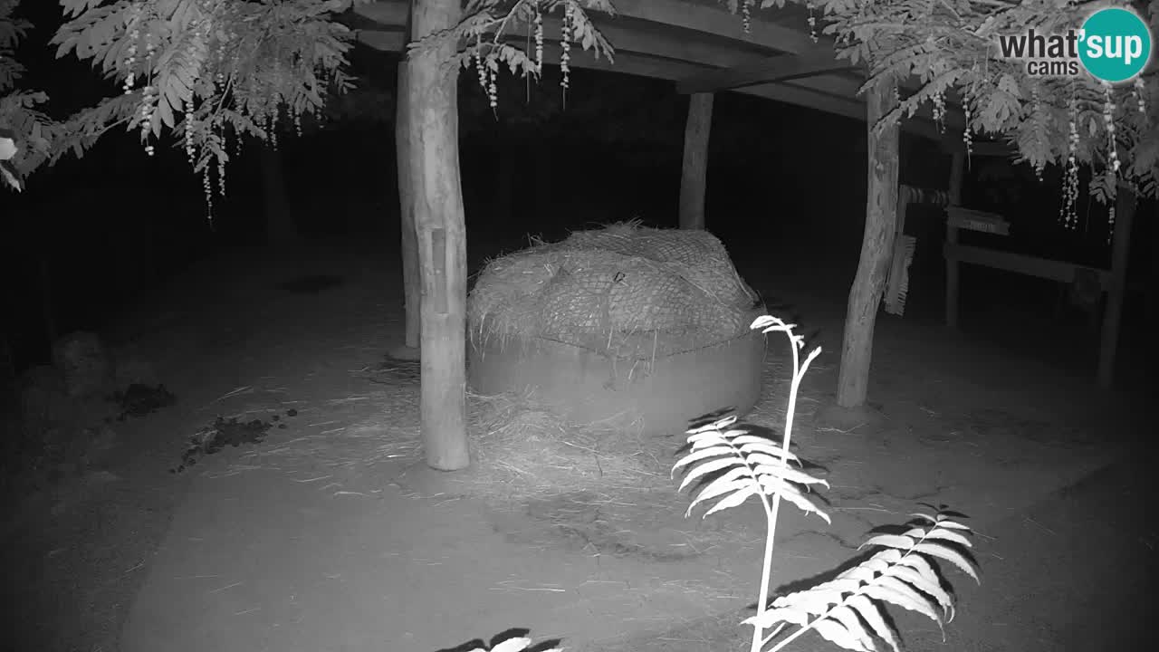 Camera en vivo Cebras in Ljubljana ZOO – Eslovenia