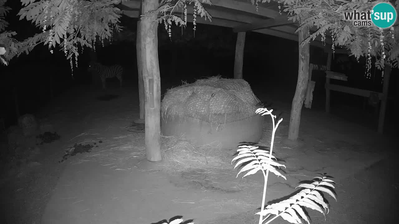 Live webcam Zebras in Ljubljana ZOO – Slovenia