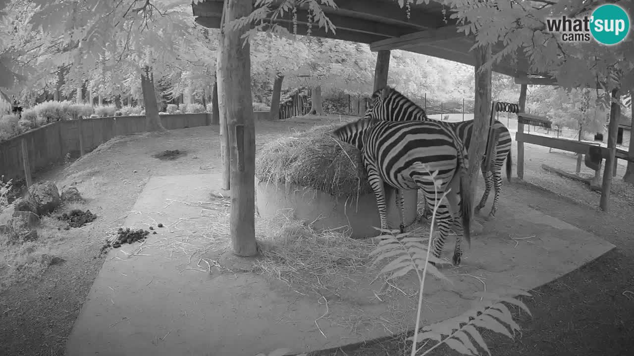 Live Webcam Zebras in Ljubljana ZOO – Slowenien