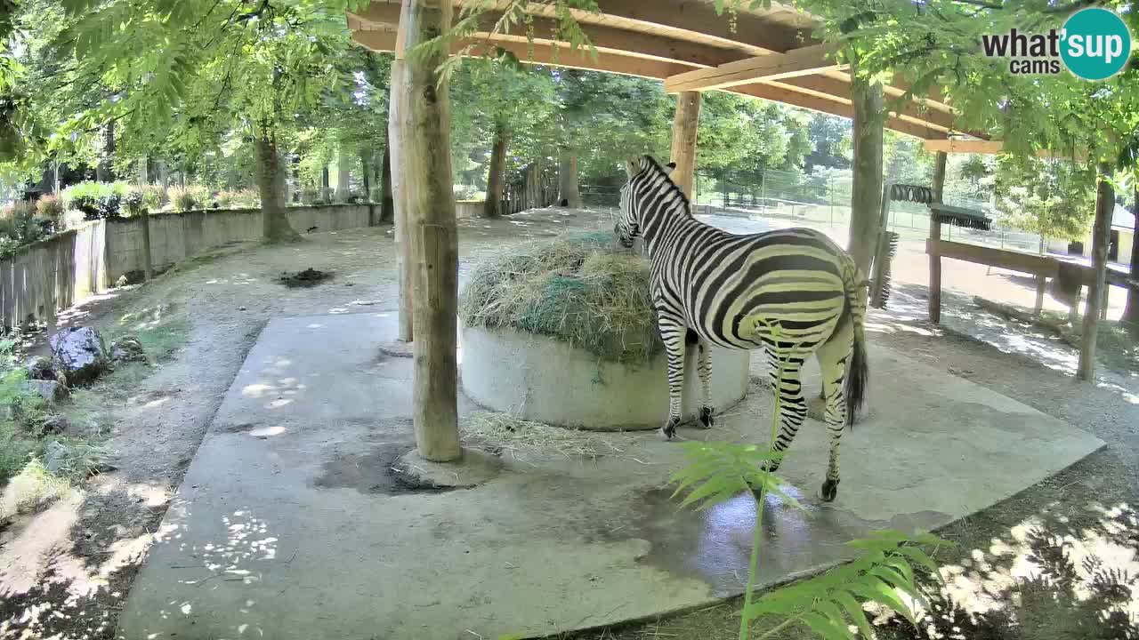 Live Webcam Zebras in Ljubljana ZOO – Slowenien