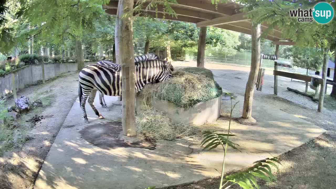 Live webcam Zebras in Ljubljana ZOO – Slovenia
