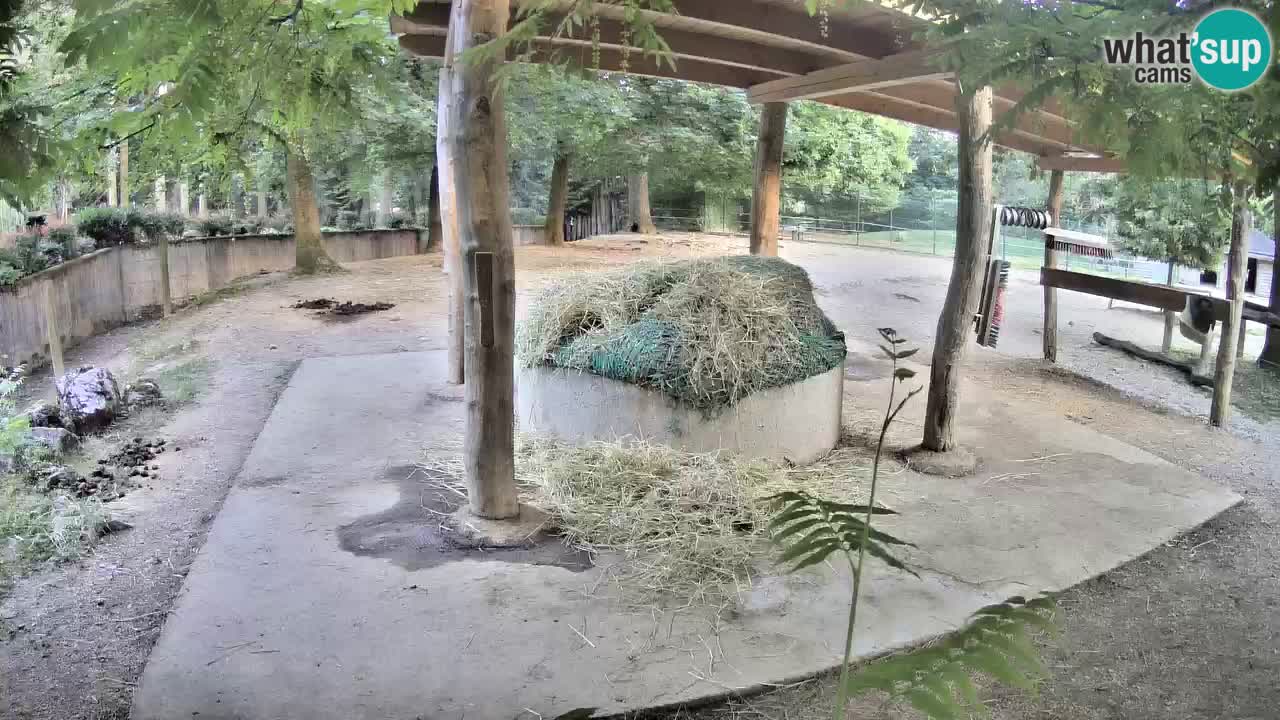 Live Webcam Zebras in Ljubljana ZOO – Slowenien