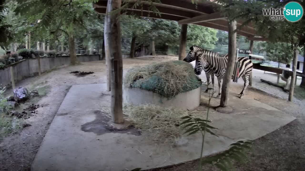 Live Webcam Zebras in Ljubljana ZOO – Slowenien