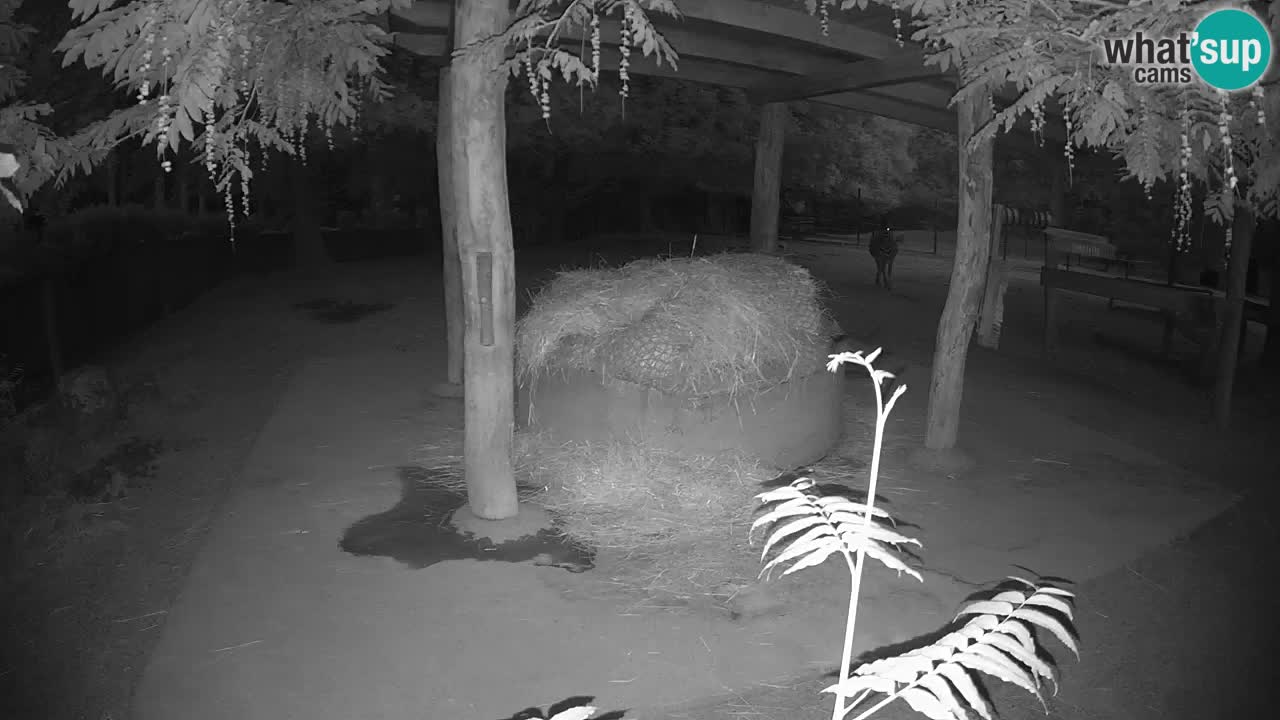 Web kamera uživo Zebras u ZOO Ljubljana – Slovenija