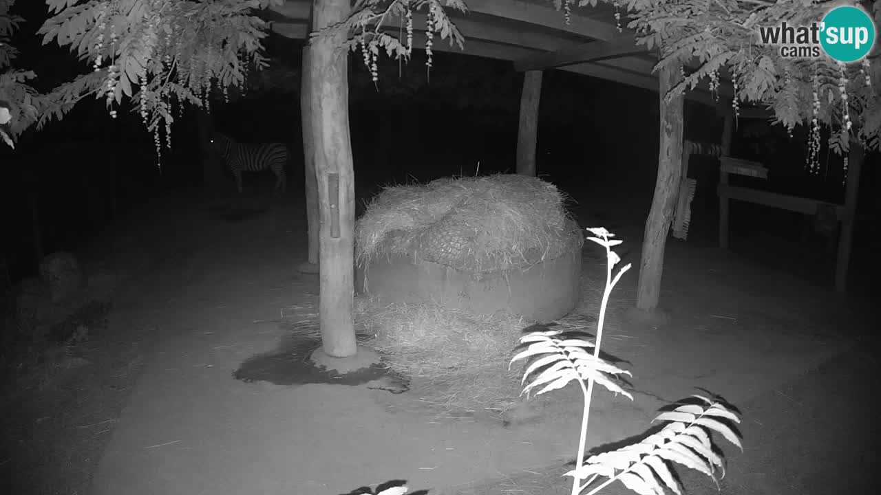 Web kamera uživo Zebras u ZOO Ljubljana – Slovenija